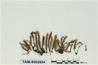 藏品(鳳尾苔屬)的圖片